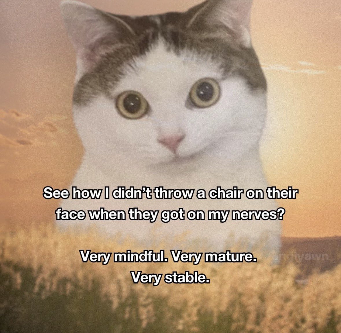 LiterallyMeCats (@literallymecats) on Twitter photo 