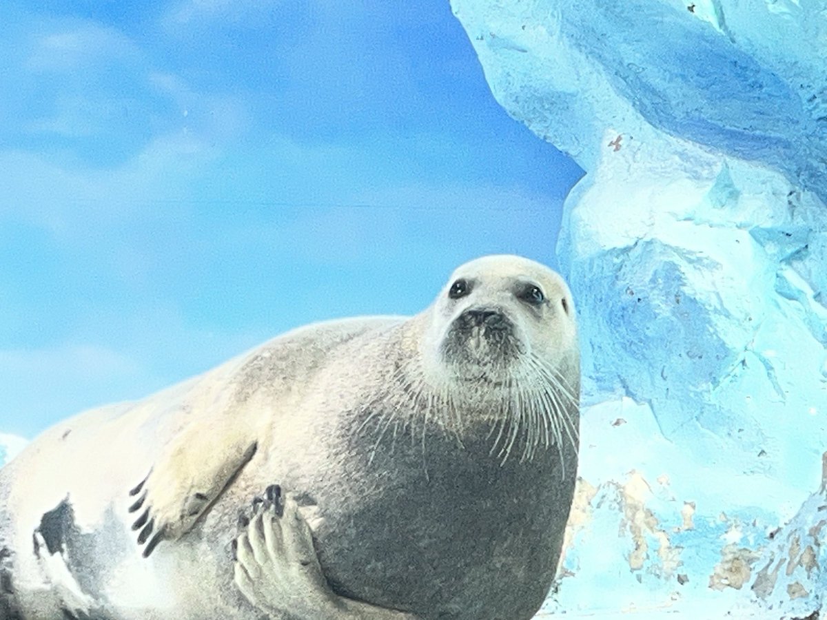 フォカエガッタ tweet media