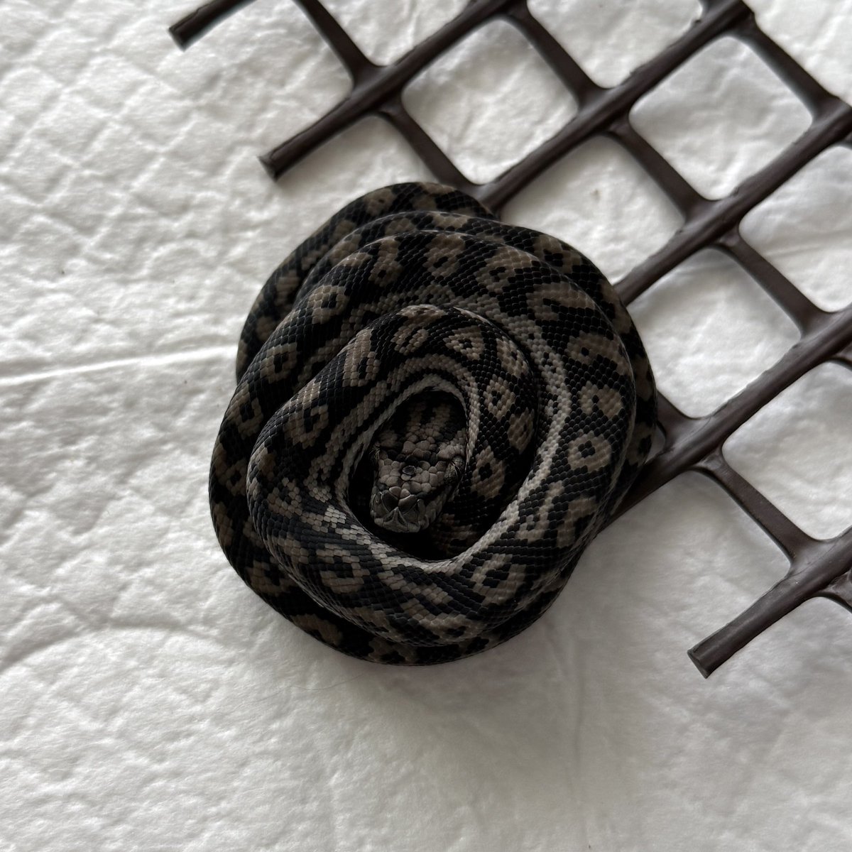 reptymakoto's tweet photo. とぐろの中からちょっとだけ顔出してんの可愛いな🐍

#inland #carpetpython https://t.co/OKnILHKht5