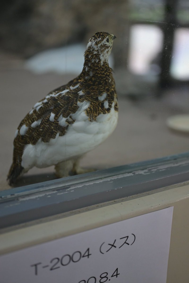 nobuharuna78398's tweet image. 誰かがわかるようになった😄
📷️2026/04/25
#T-2004
#ライチョウ 
#いしかわ動物園
