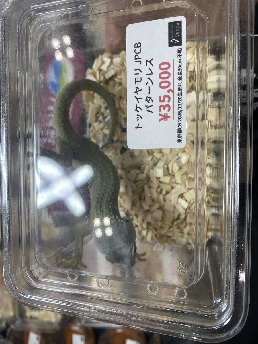 ホシザキマサヤ tweet media