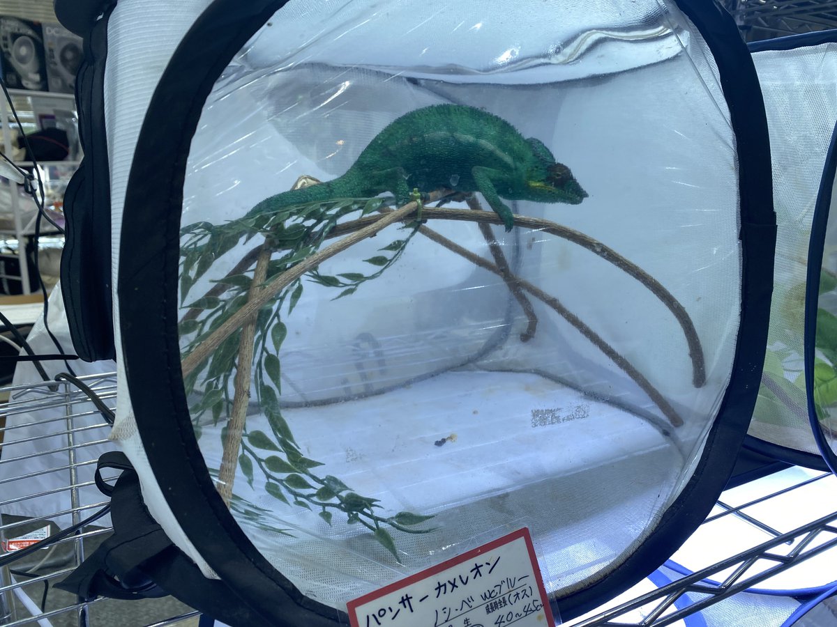 ホシザキマサヤ tweet media