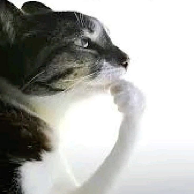 ᴀᴜʀɪ sᴀᴄʀᴀ ғᴀᴍᴇsᵎᵎ (@euthinkaboutyou) on Twitter photo 