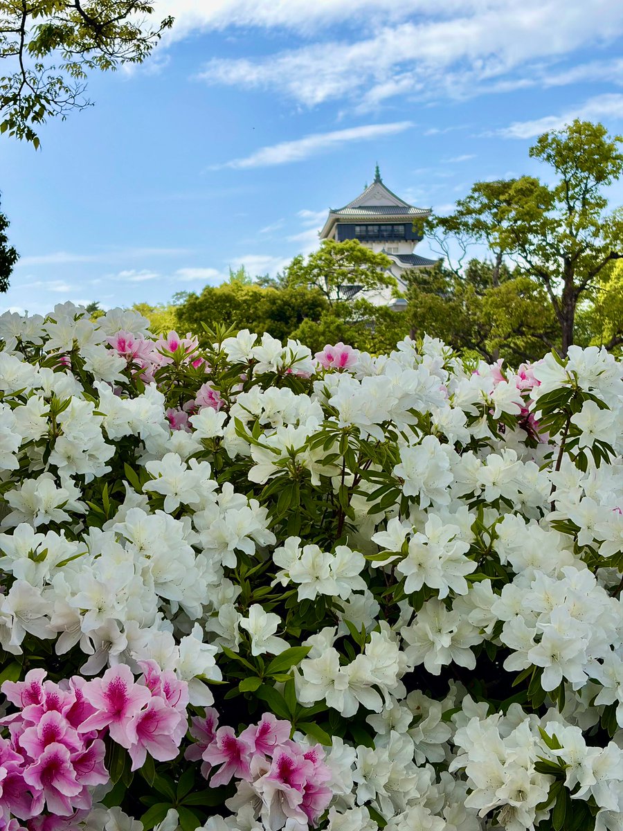 コロ助 tweet media