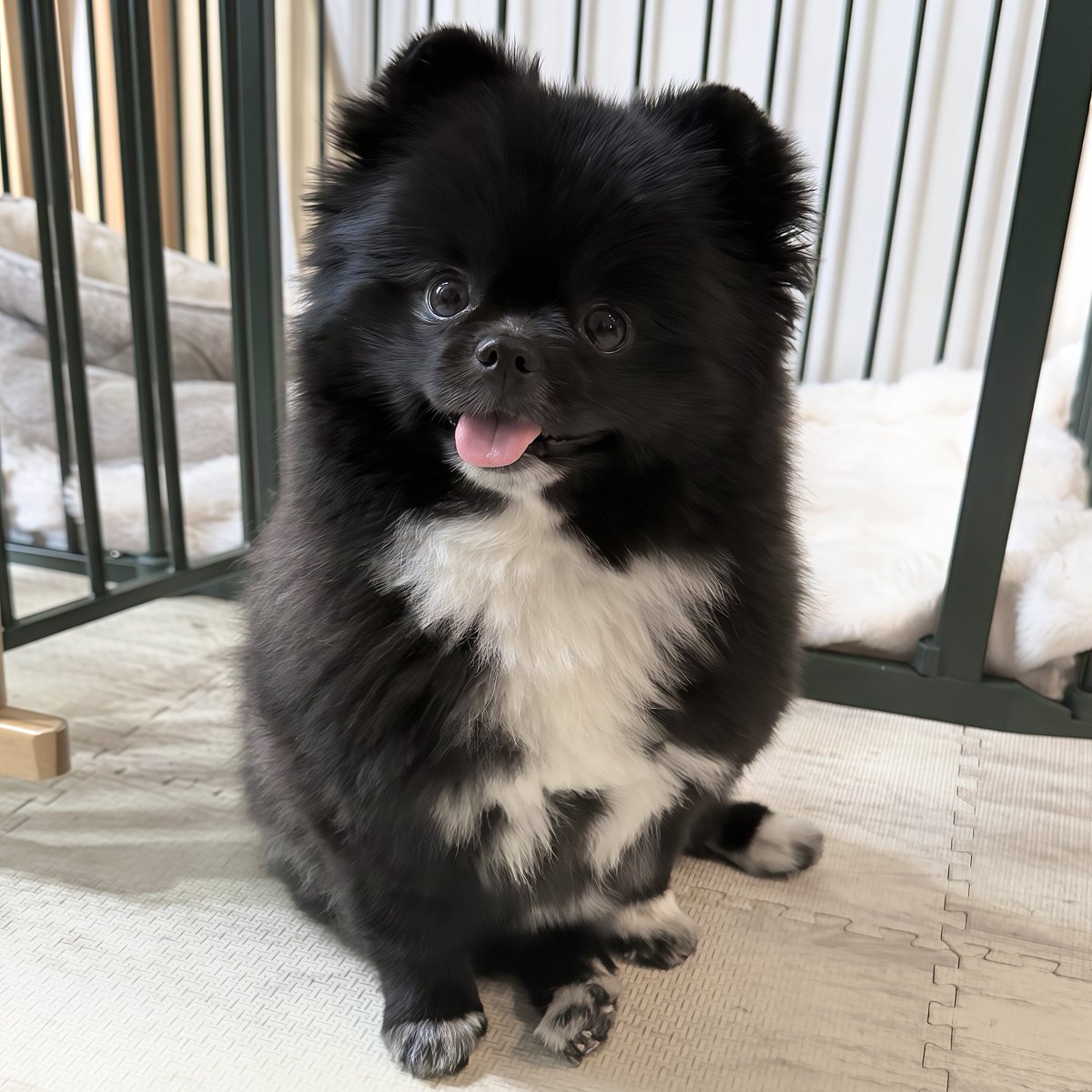 信楽焼たぬきのくつした｜漫画も連載中 tweet media