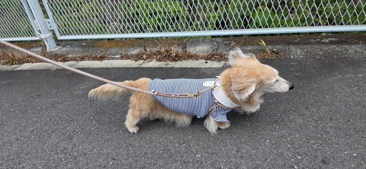 ともこ tweet media