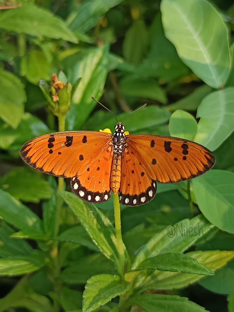 Nilesh Raichura 🦋 tweet media