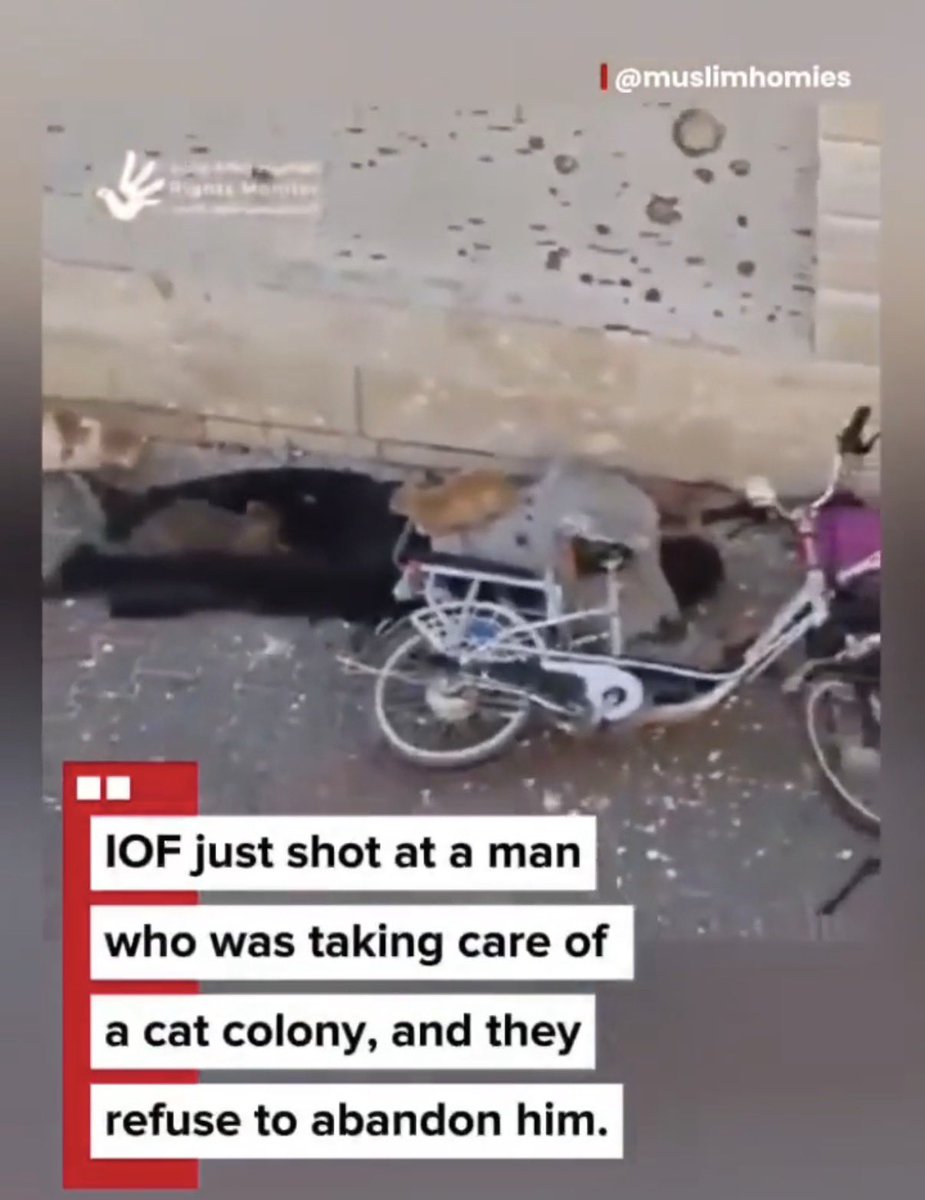 I grabbed my cats, hugged them tight, and let out a scream, otherwise I would’ve choked on my anger.

Fk Israel to hell