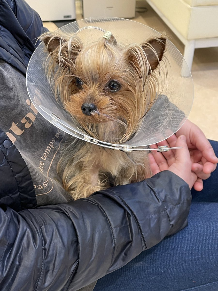 うちの可愛いヒメアちゃん
実は門脈シャントと言う病気で手術を受けました。
そんな事や、お店の事が重なって中々現品を揃える事ができず💦
在庫と多少新しく作った物は持って行きます。
明日のドルパは殆ど受注となりますのでサンプルお持ち致しますね。
#ドルパ55
#ドルパディーラー