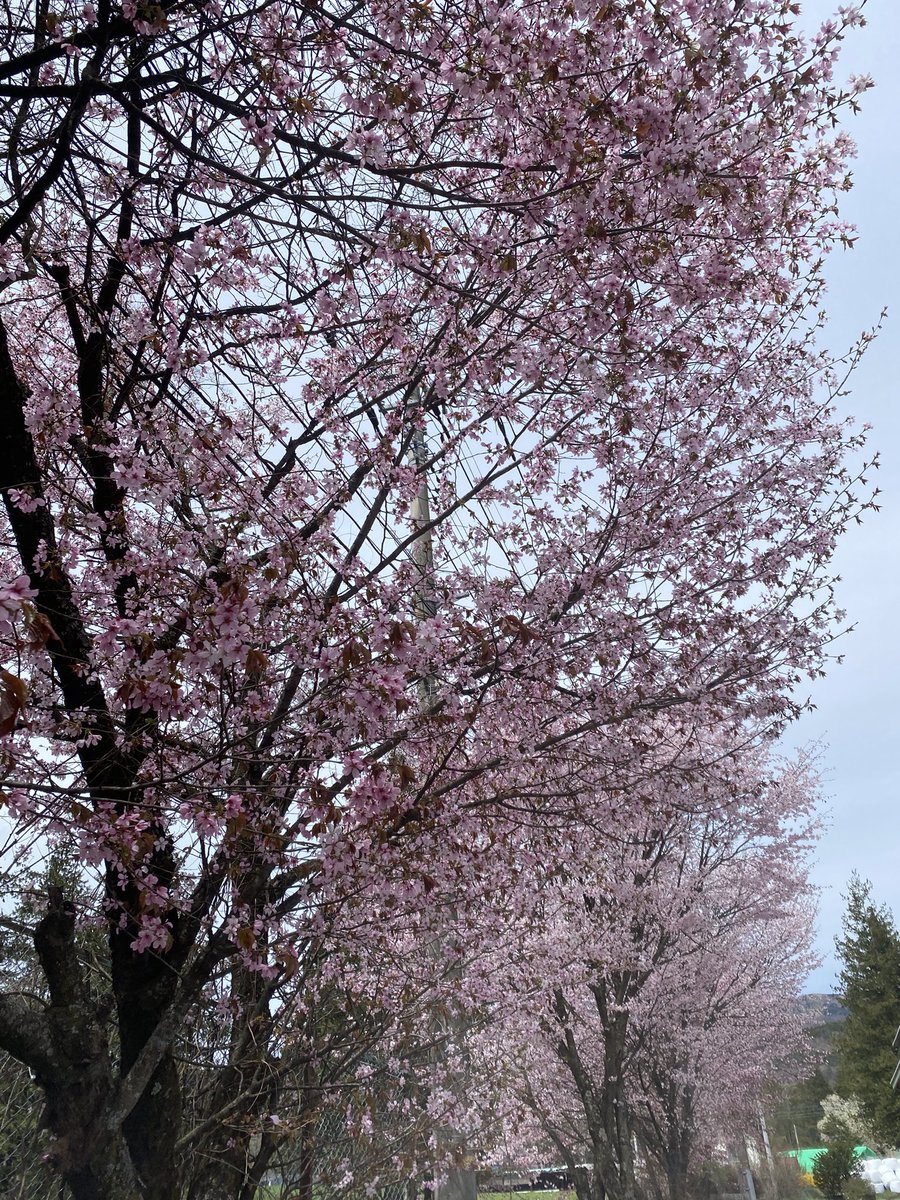 Siinalwa8's tweet photo. 土日の日中います☀️

ご予約お待ちしてます📞

旅行に行ってきたよ〜
まだ桜咲いてた🌸 https://t.co/WXCk0iXrNh