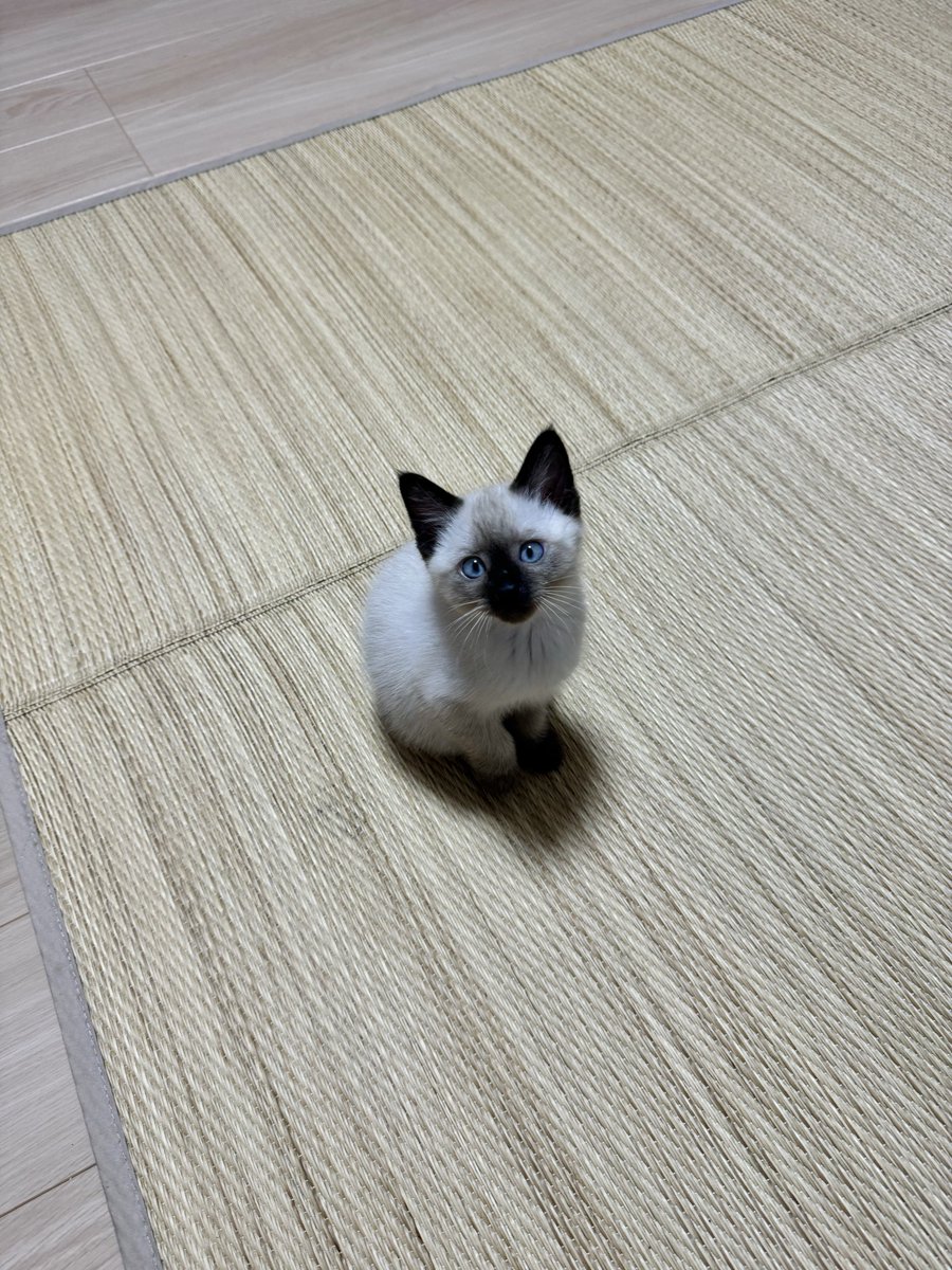 すずり tweet media