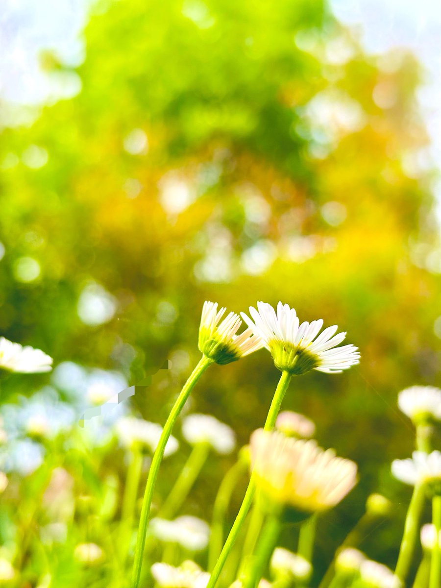 sachi❁¨̮ tweet media