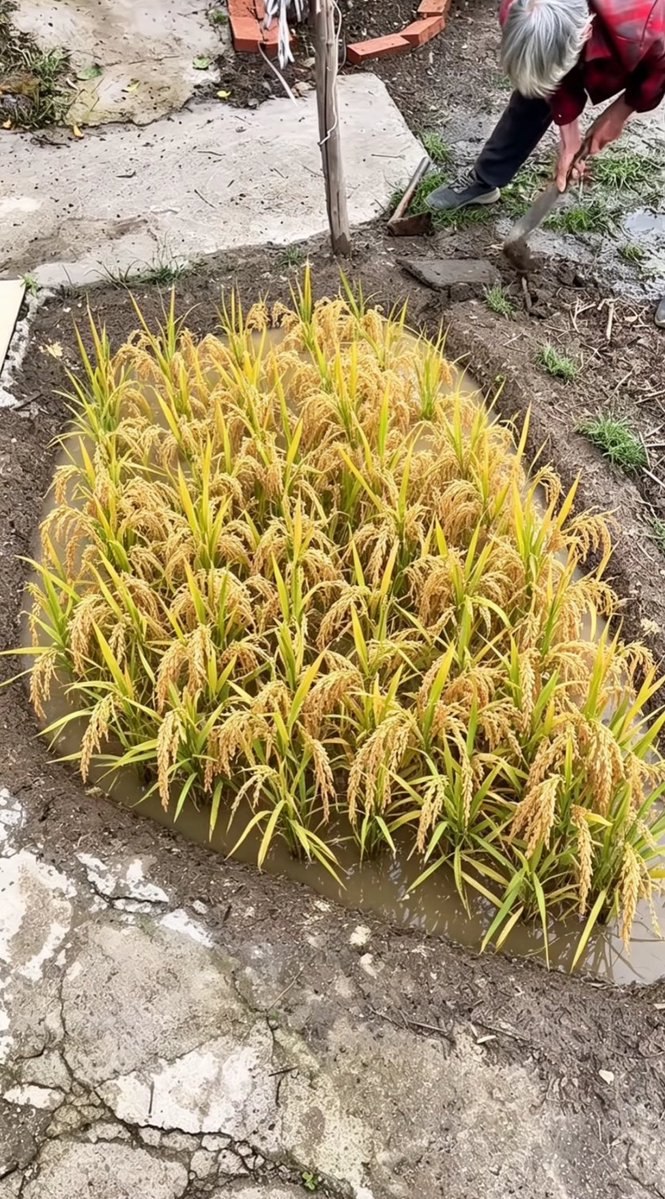 黄华毛 tweet media