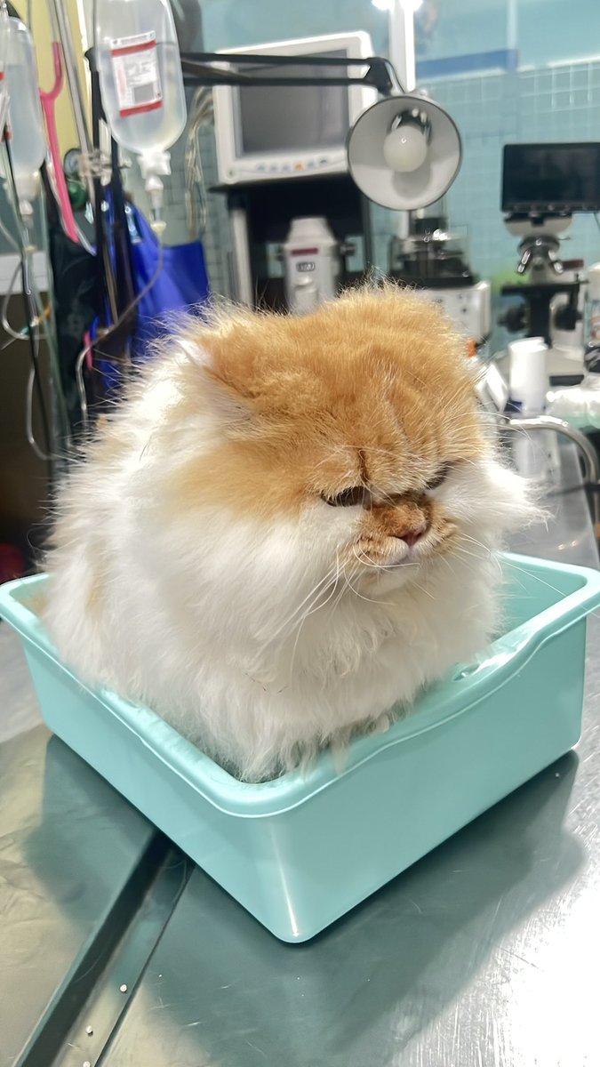 eca 🍒 tweet media