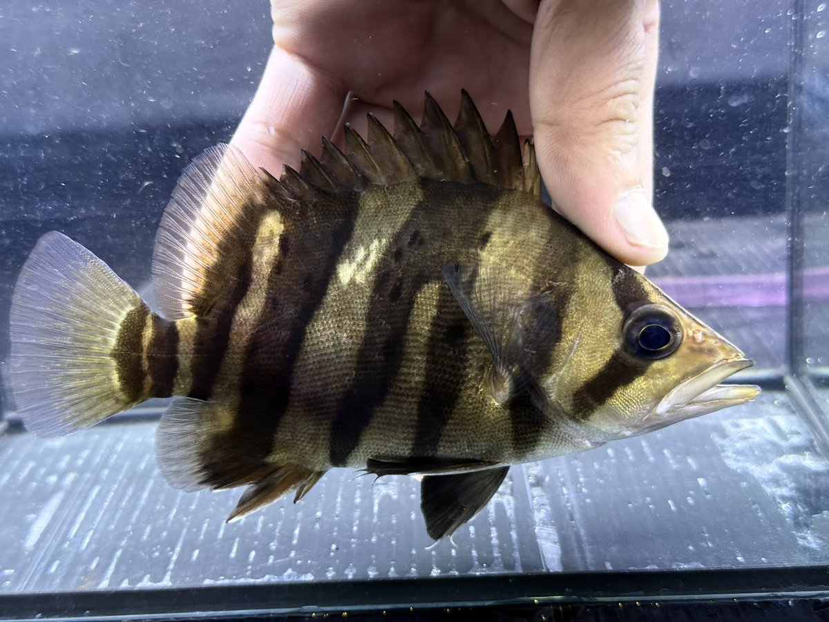 ダトニオ両側フォークバンド 16㎝前後 当店育成個体でおとひめ食べます