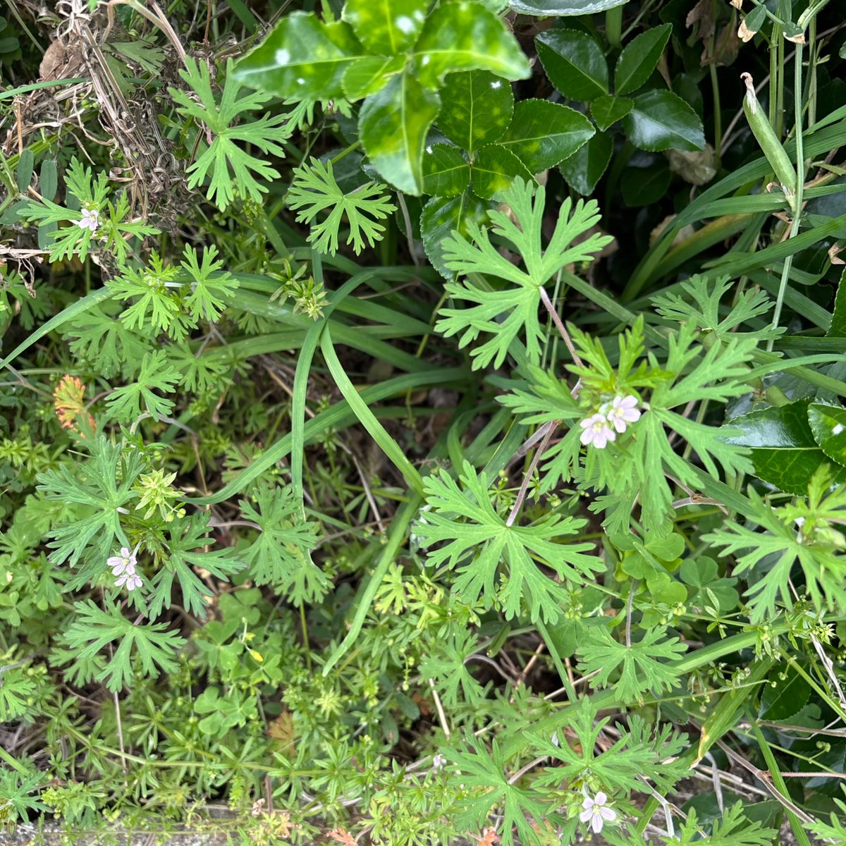 ねこたぬき。 tweet media