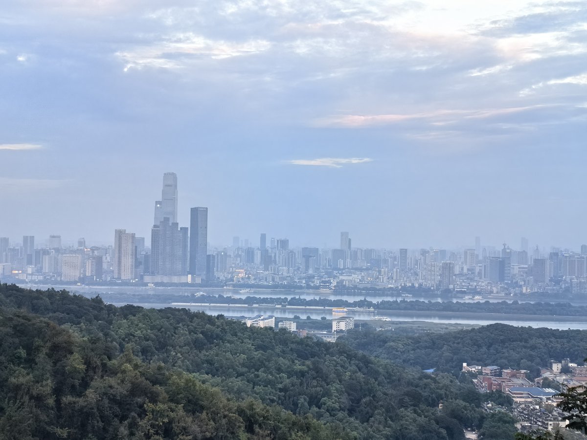 parasol chinois 梧桐 tweet media