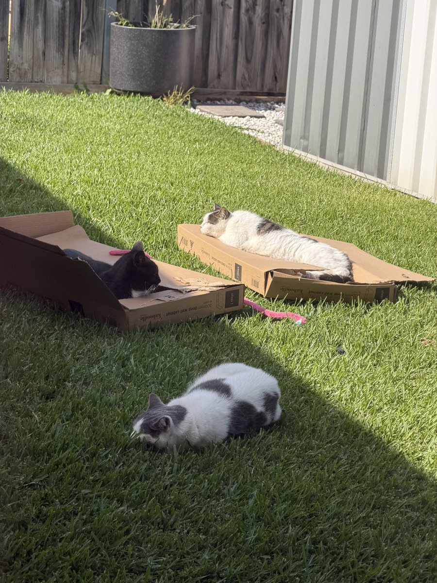 poppy_and_co's tweet photo. Flaturday activities @goodgirljuliee https://t.co/fq0Cgt3ocv
