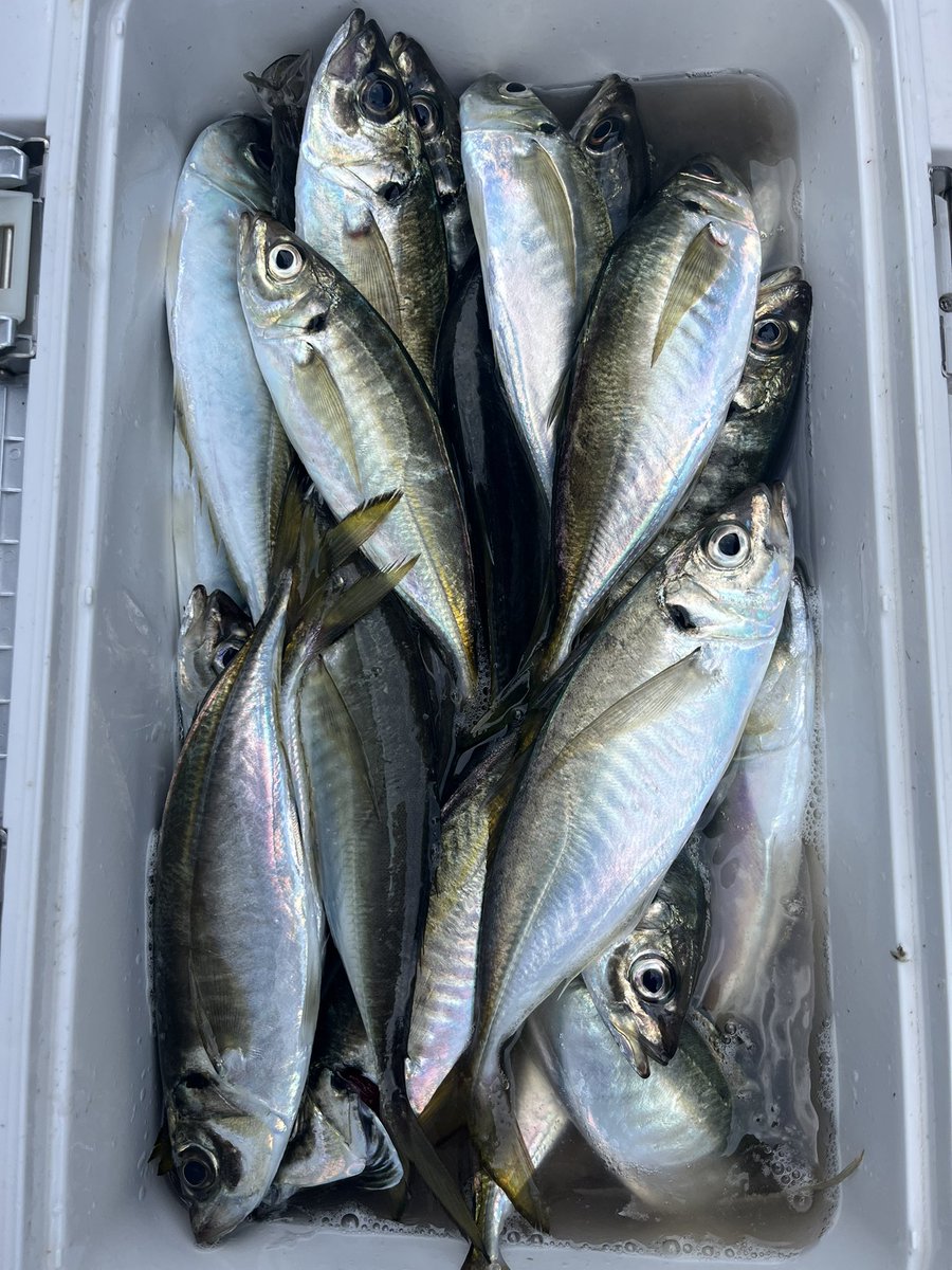 かづを tweet media