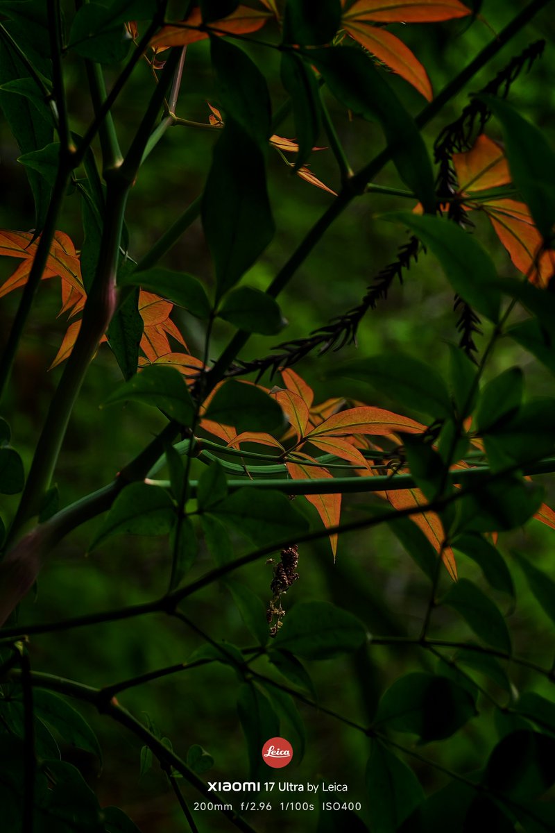 nogu_0127's tweet image. 🌿.∘

#Xiaomi × #Leica
#Xiaomi17UltrabyLeica