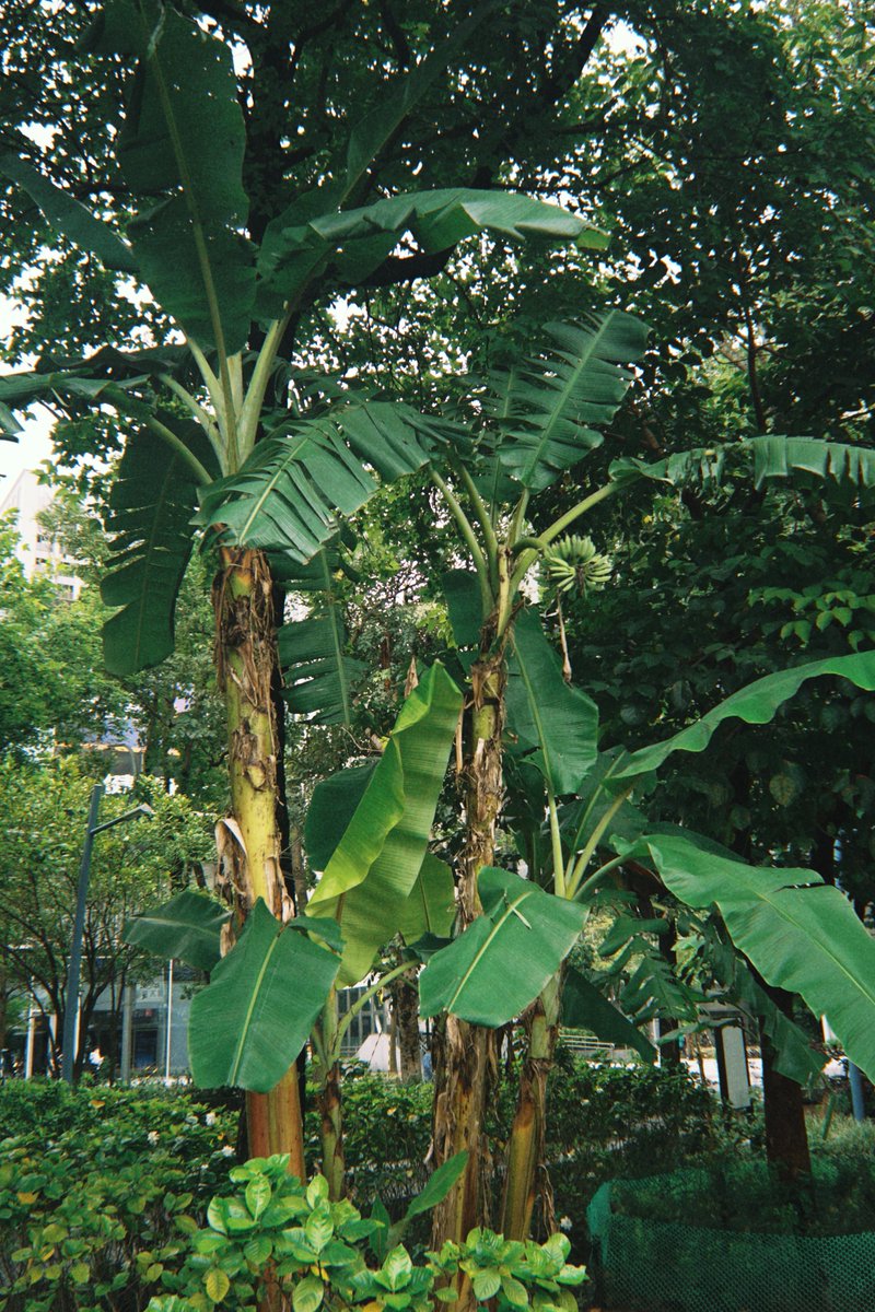 いがりなつみ tweet media