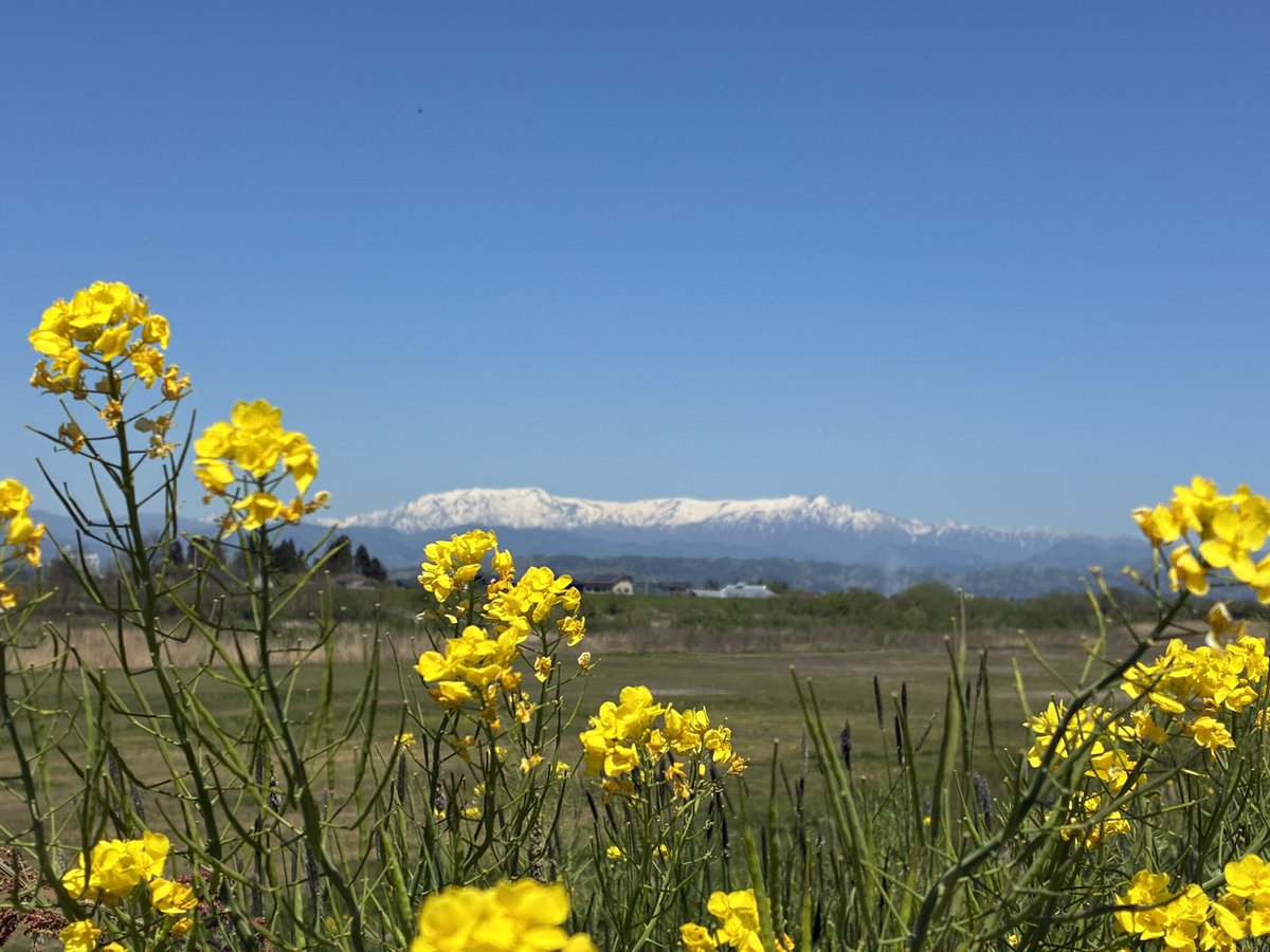 Fivecase tweet media