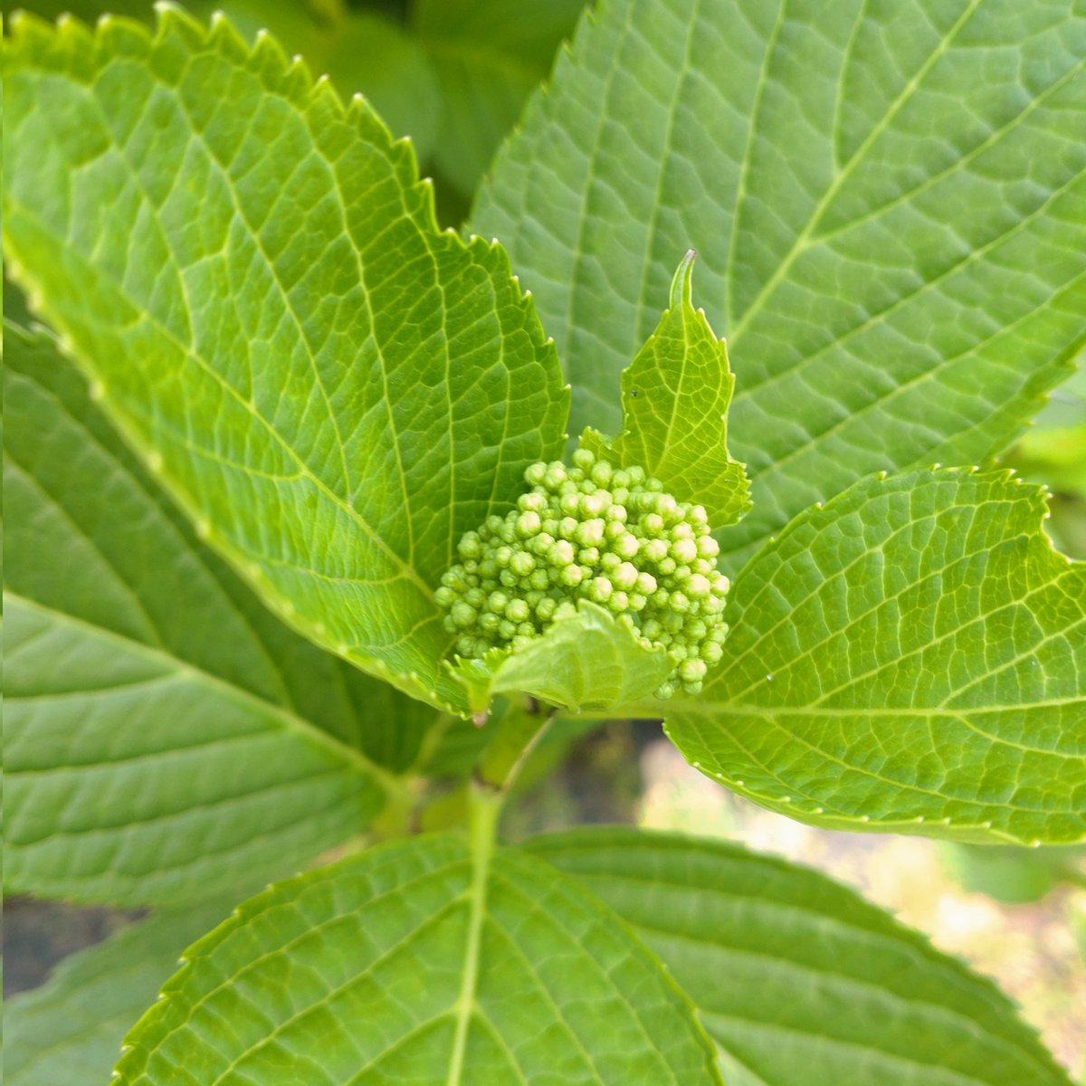 📳*esukemono*📳 tweet media