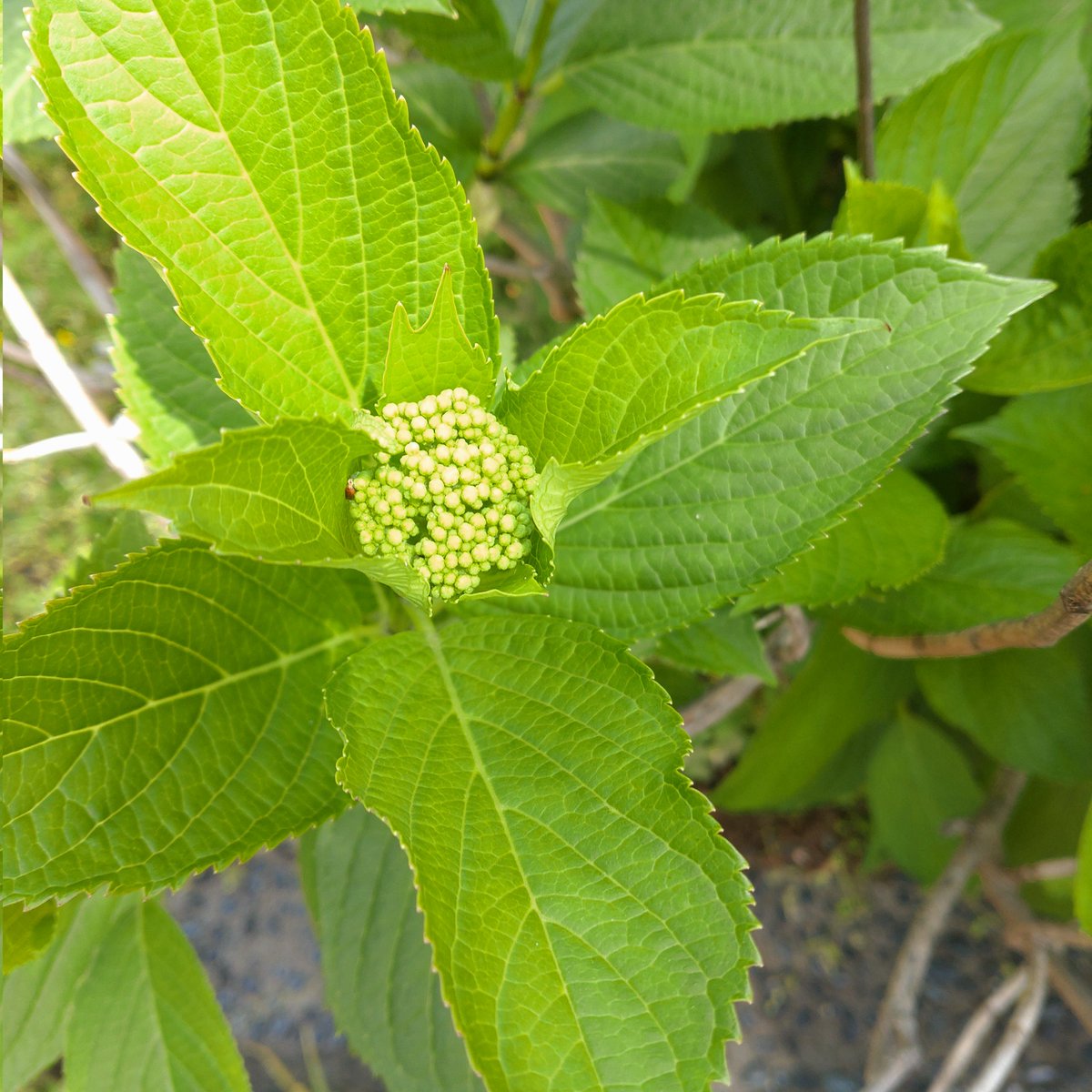 📳*esukemono*📳 tweet media