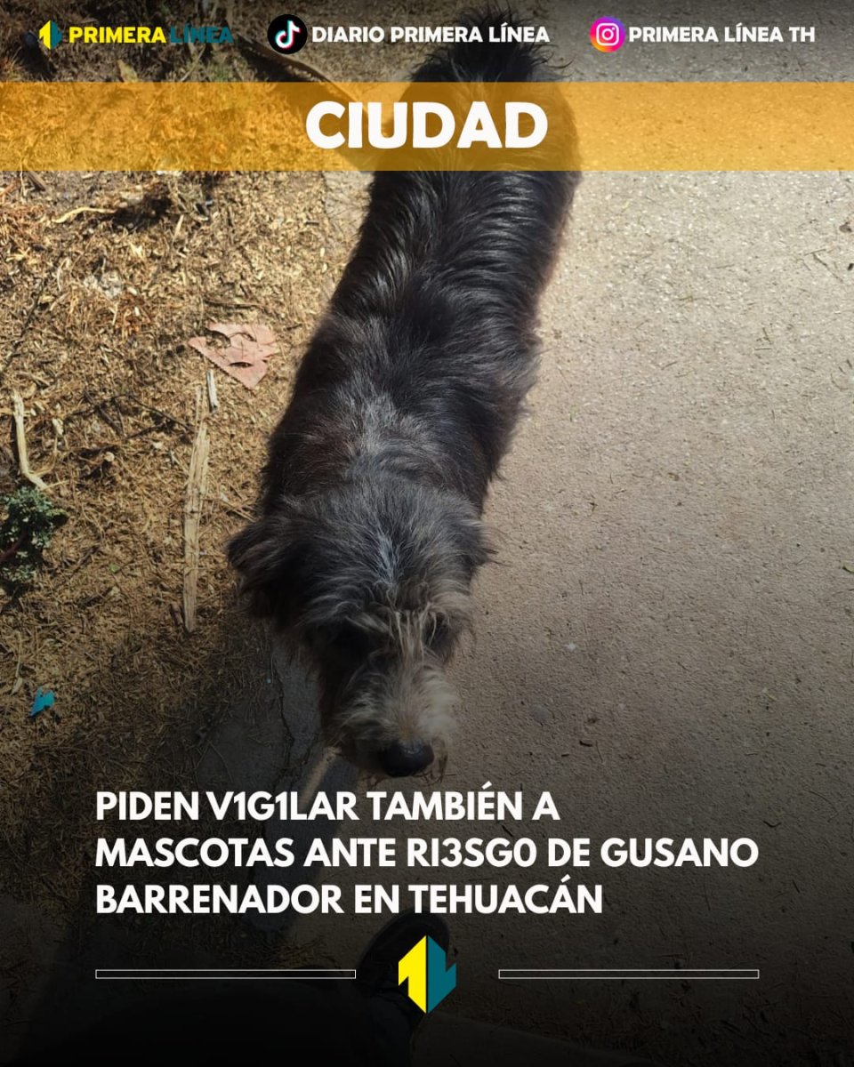 PrimeraLineaTH tweet media