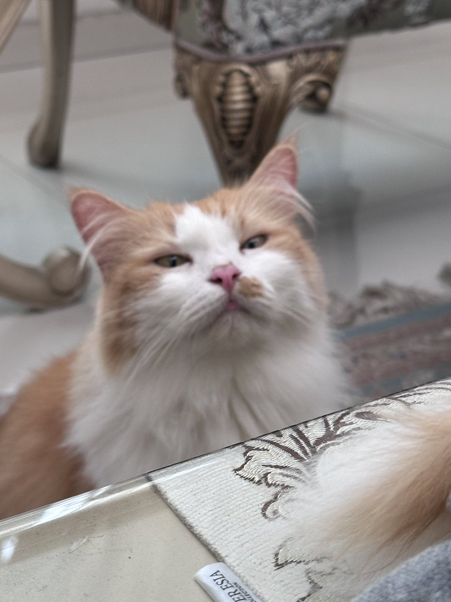 halo aku kucing tweet media