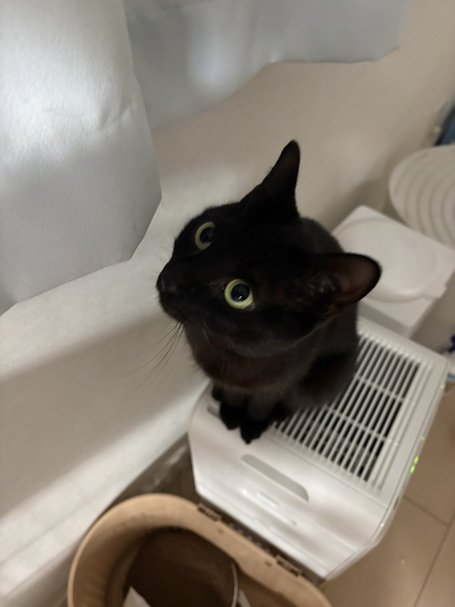 あずき🐾 tweet media