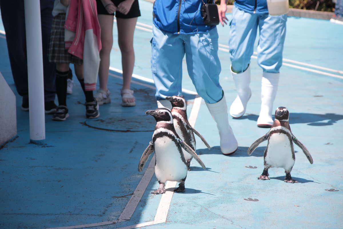 世界ペンギンの日🐧／／ 本日のイベントの様子です😊 明日も行います