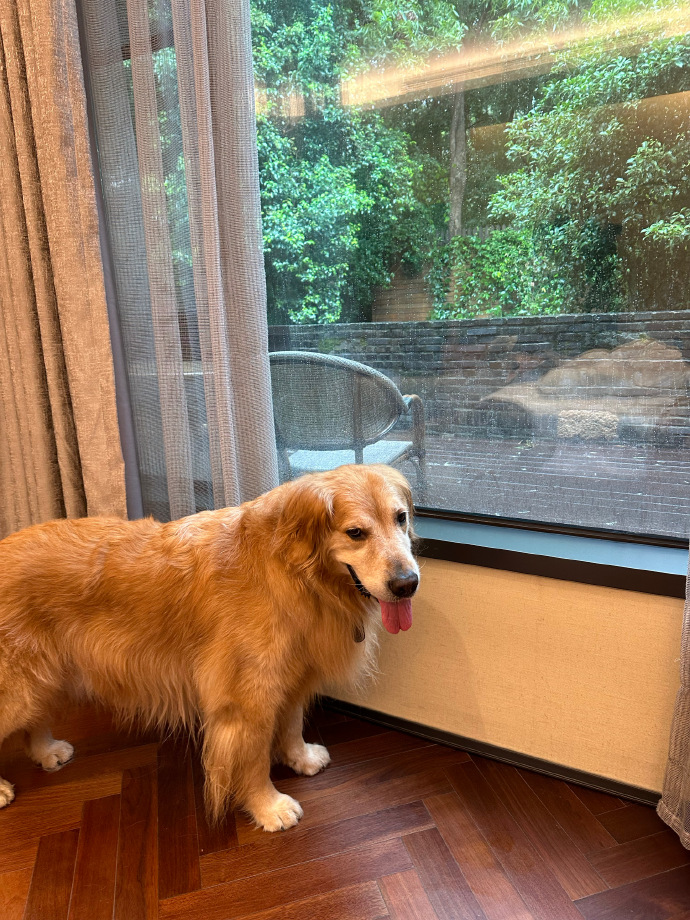 Johnjakeman2's tweet image. "Home isn’t a place—it’s the sound of your pet’s tail thumping when you walk in.  #PetLove #HomeIsWithYou"