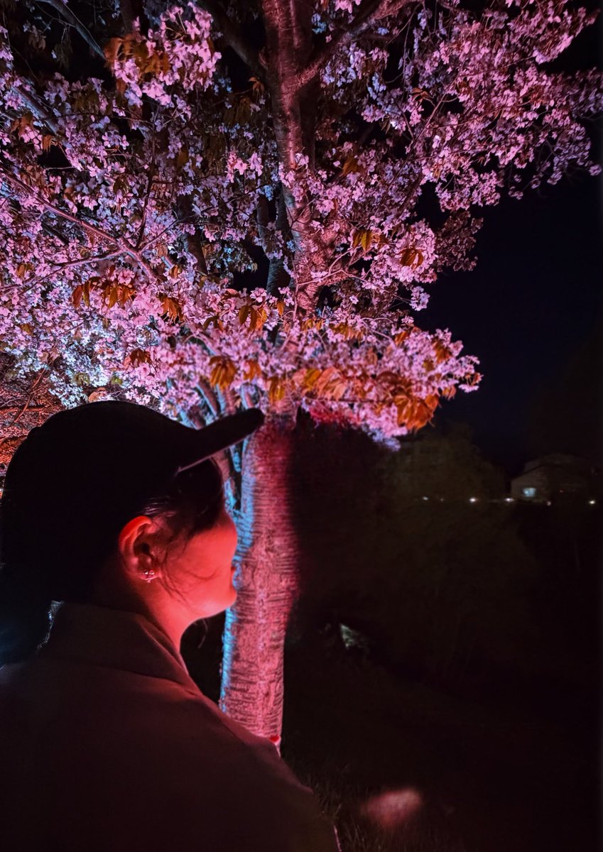 Rmmmn15's tweet photo. 彼女と一緒に夜桜見に行った🎶🌸
#セクマイカップルさんと繋がりたい https://t.co/oYootdANyN