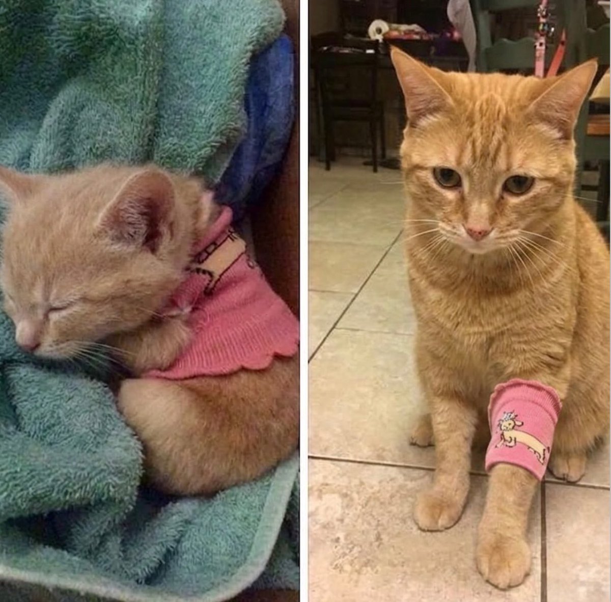 gatos fazendo gatices tweet media