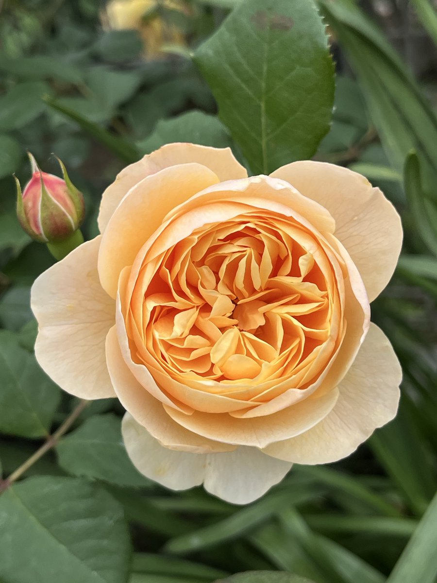 ゴロニャン tweet media