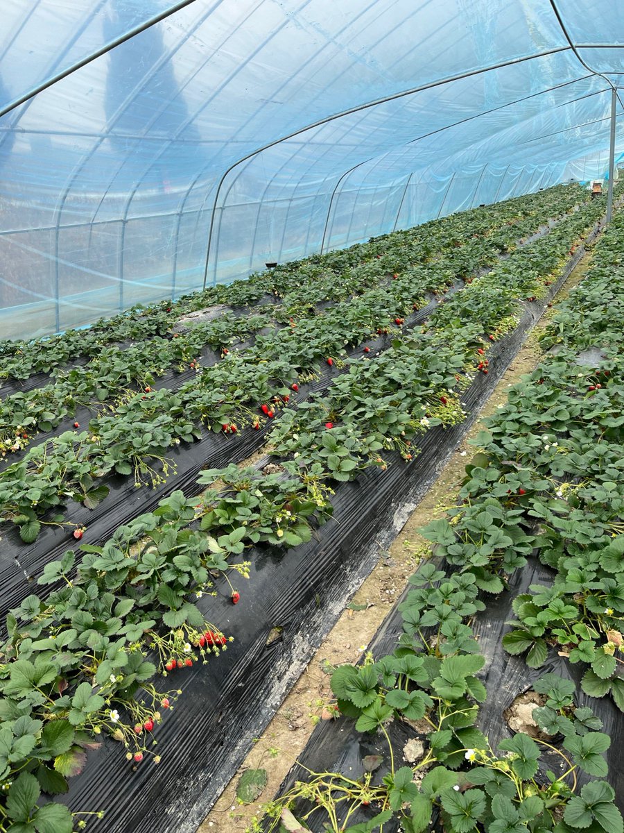 Gabriel Henrique Rib tweet media