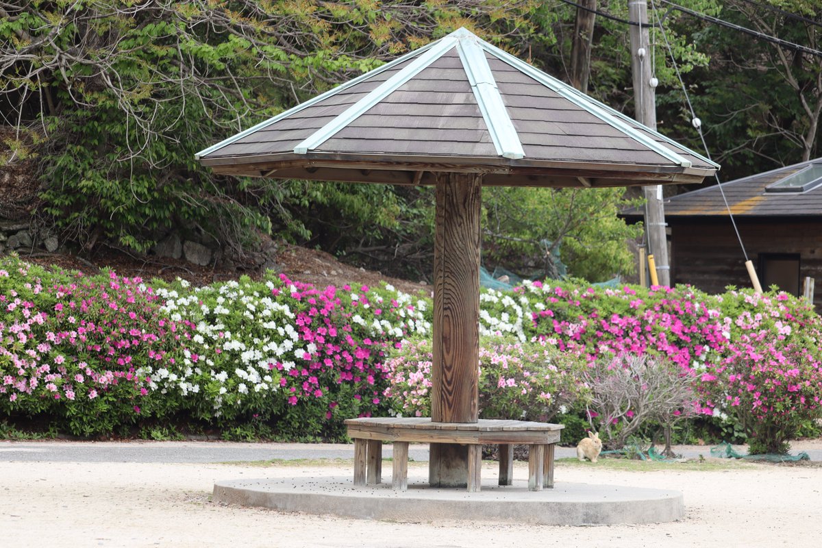 ひなちゃん tweet media