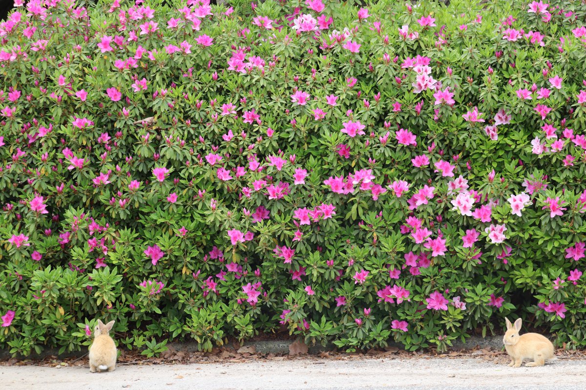 ひなちゃん tweet media