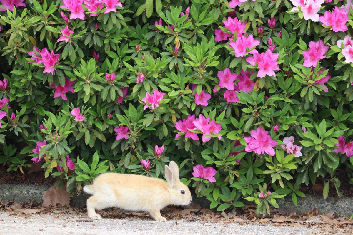 ひなちゃん tweet media