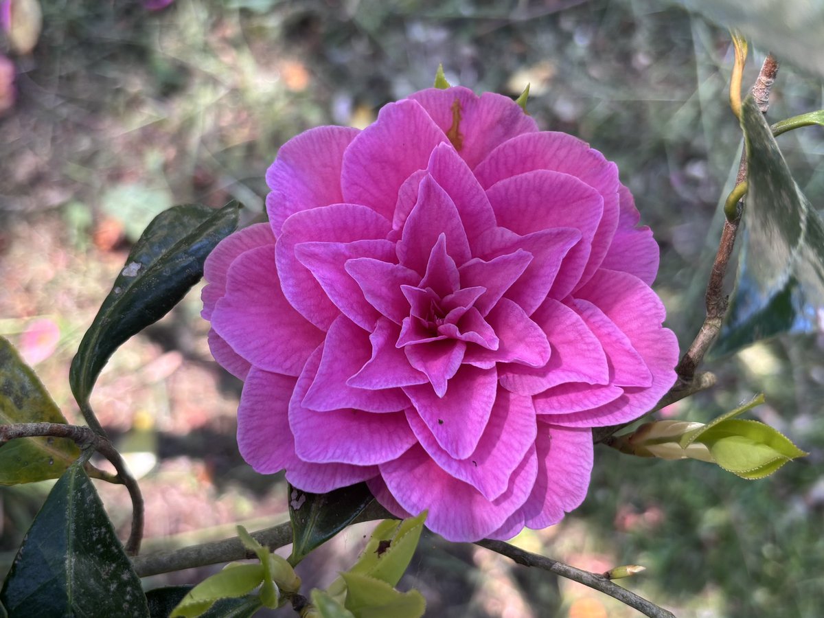 K.Sakurai tweet media