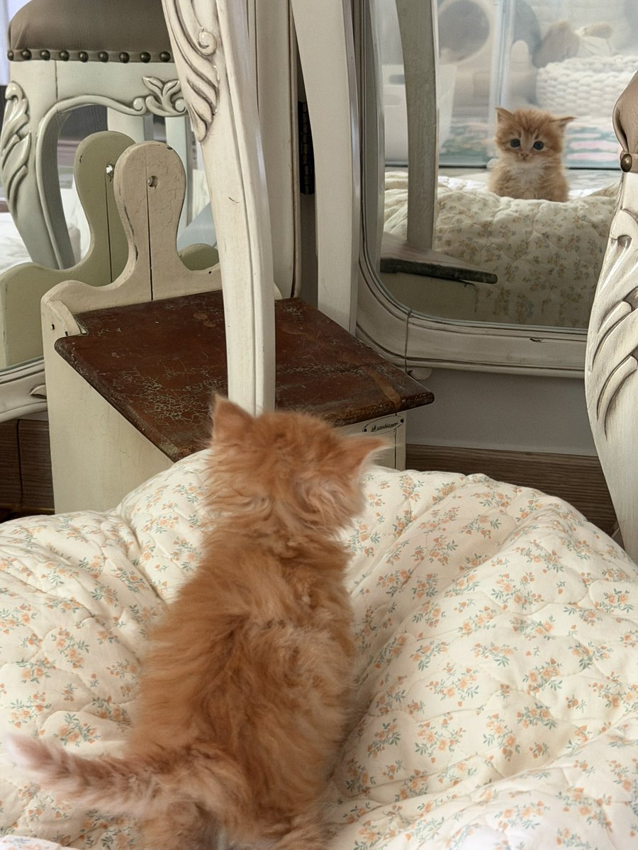 째앙금 tweet media