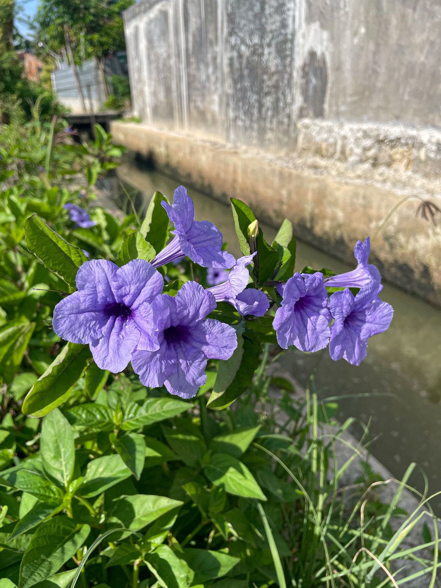 Bunga-bunga yang aku temui selama jalan-jalan tadi pagi 💐🌻🌸🪻
