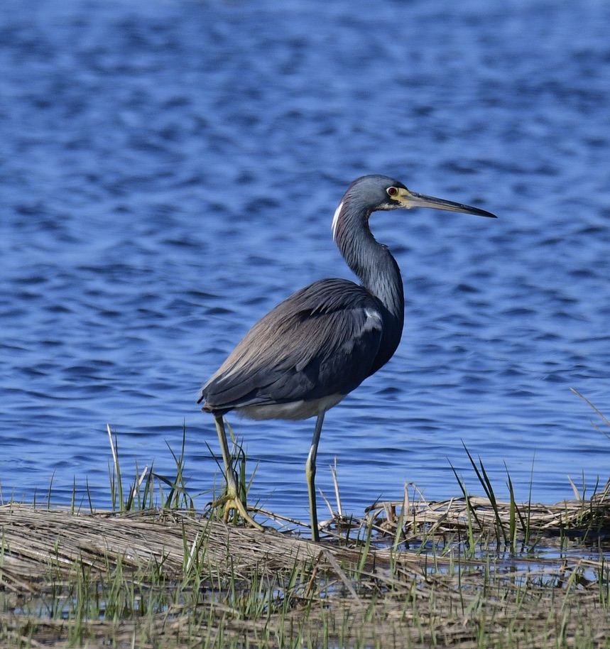 dotcalm9's tweet photo. Success...after a 3 year search, I saw 3 Tricolor Herons today on Captree Island. Two were close to the road. Plus, there 19 Great Egrets and 9 Snowy's &amp; a Great Blue Heron. @BirdQueens 1/2 
Video on page 2 https://t.co/gDoPKMj3l0