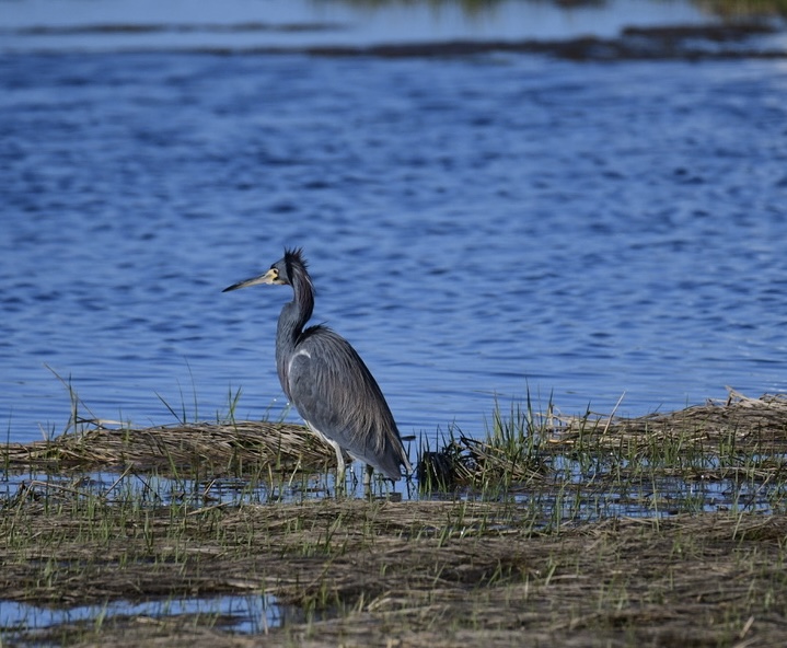 dotcalm9's tweet photo. Success...after a 3 year search, I saw 3 Tricolor Herons today on Captree Island. Two were close to the road. Plus, there 19 Great Egrets and 9 Snowy's &amp; a Great Blue Heron. @BirdQueens 1/2 
Video on page 2 https://t.co/gDoPKMj3l0