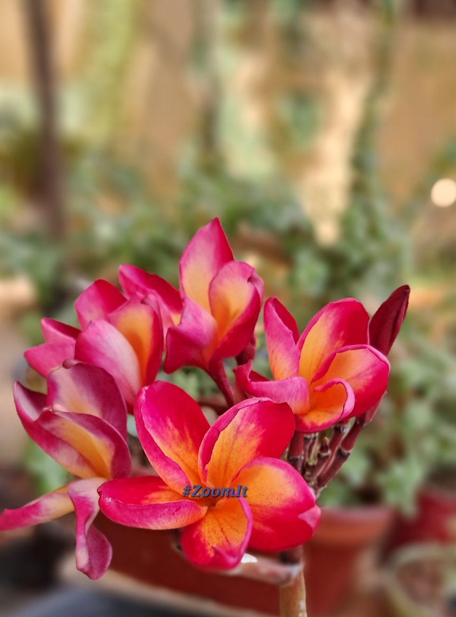EmiOfHappyness's tweet image. Ubalne wali garmi mein bhi phool khil rahe hain.🌺🌸 🥹🫶🧿

#ZoomIt #NatureMagic #MobilePhotography #GoGreen #Flowers #SaturdayVibes