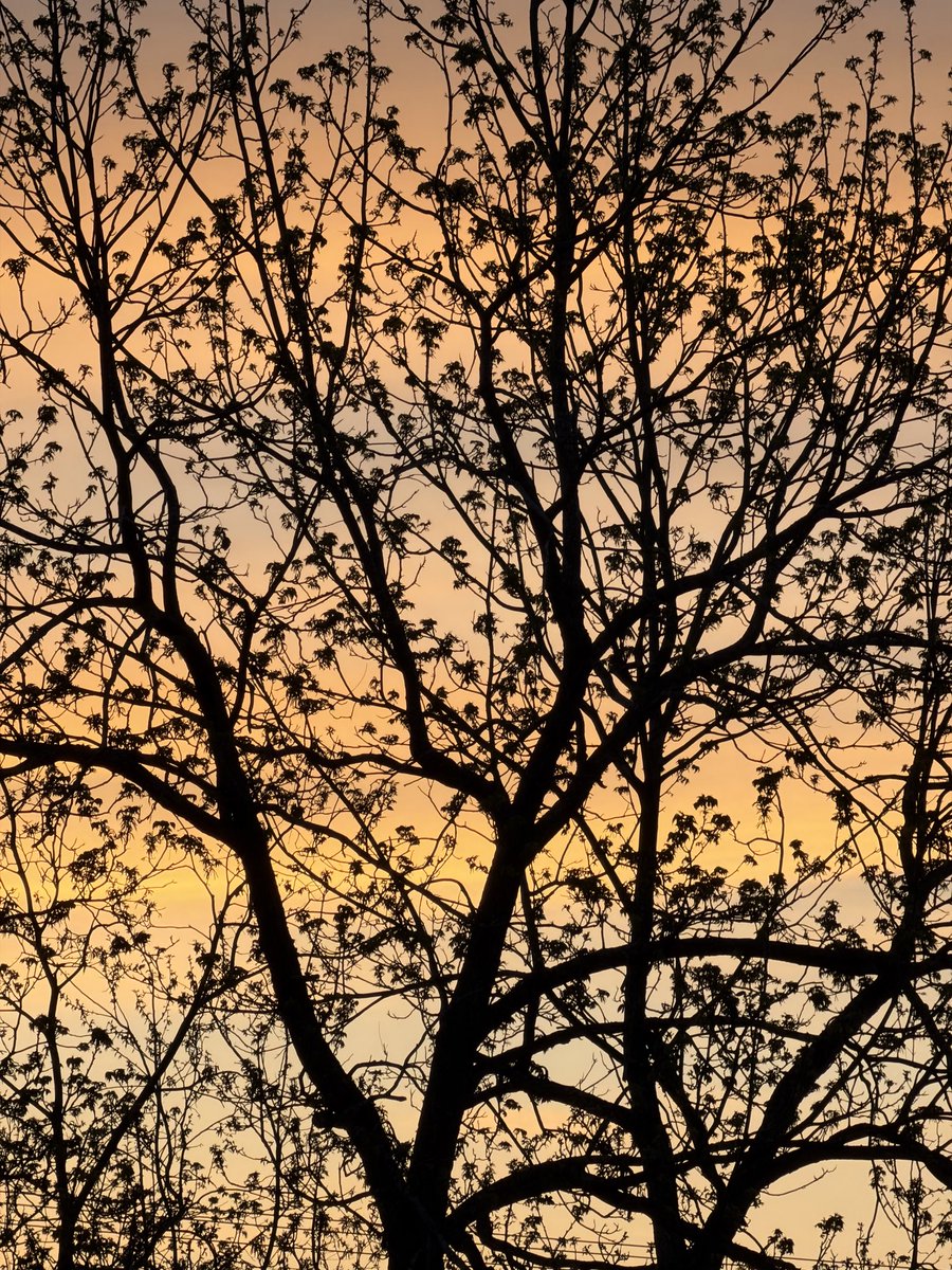 lizaphoto20's tweet image. ☀️ layers of morning
#photography