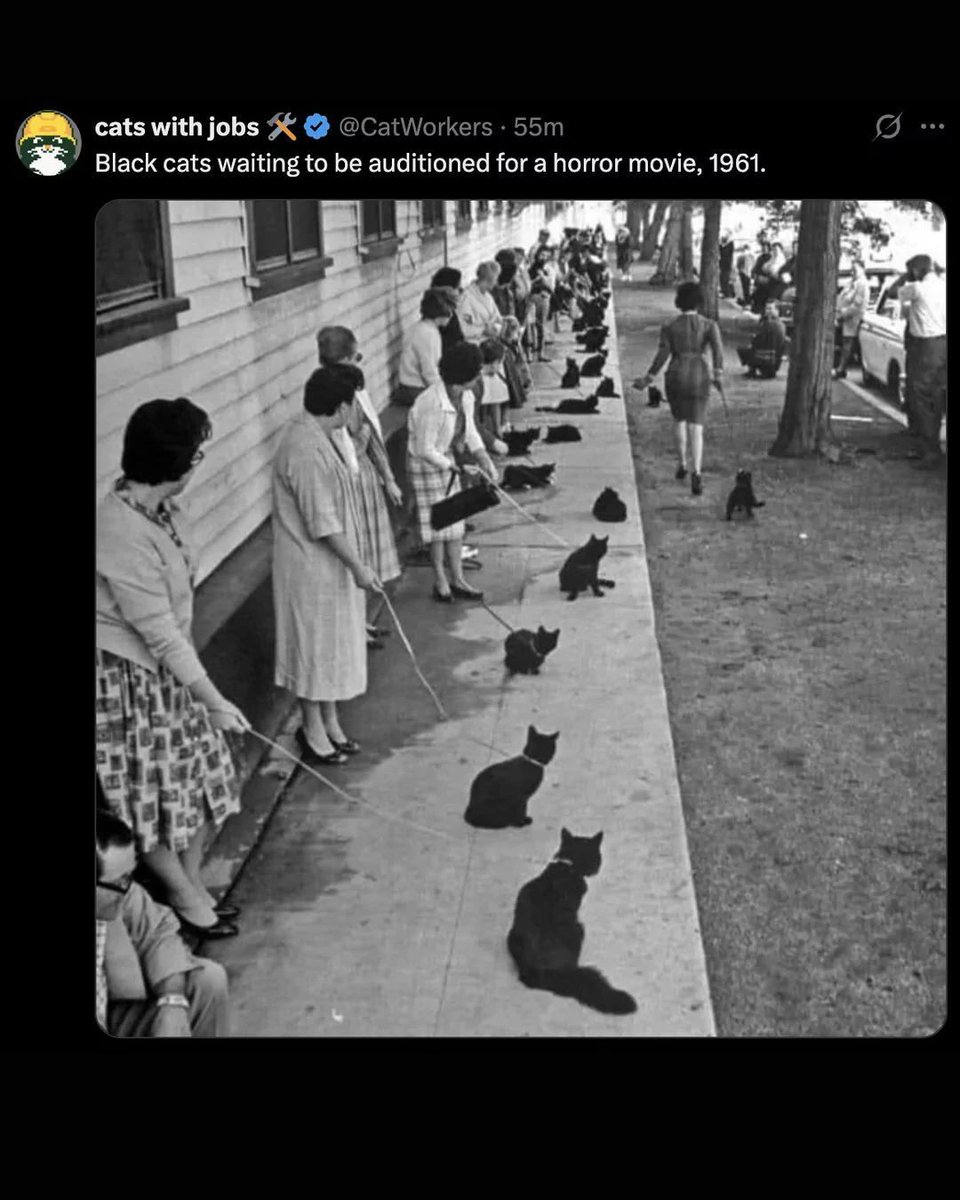 Memedroid's tweet image. Cat casting #cats #memes #casting #horrormovie #funny