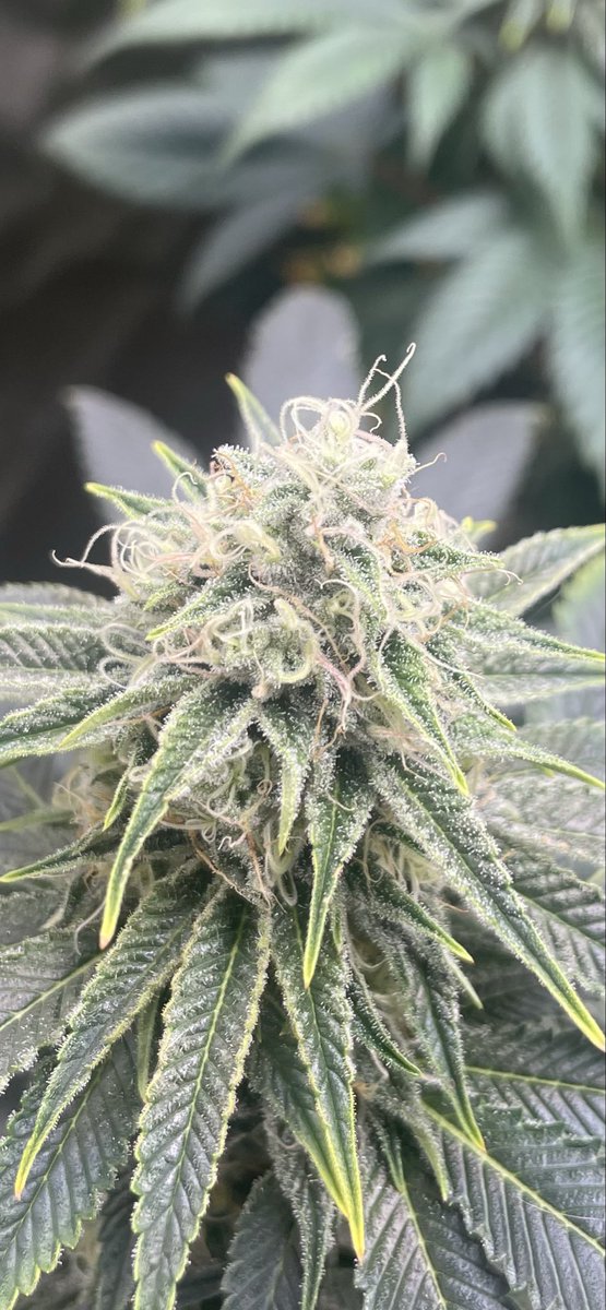 Lisa Marie tweet media