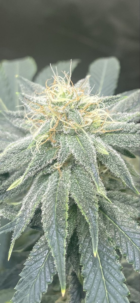 Lisa Marie tweet media